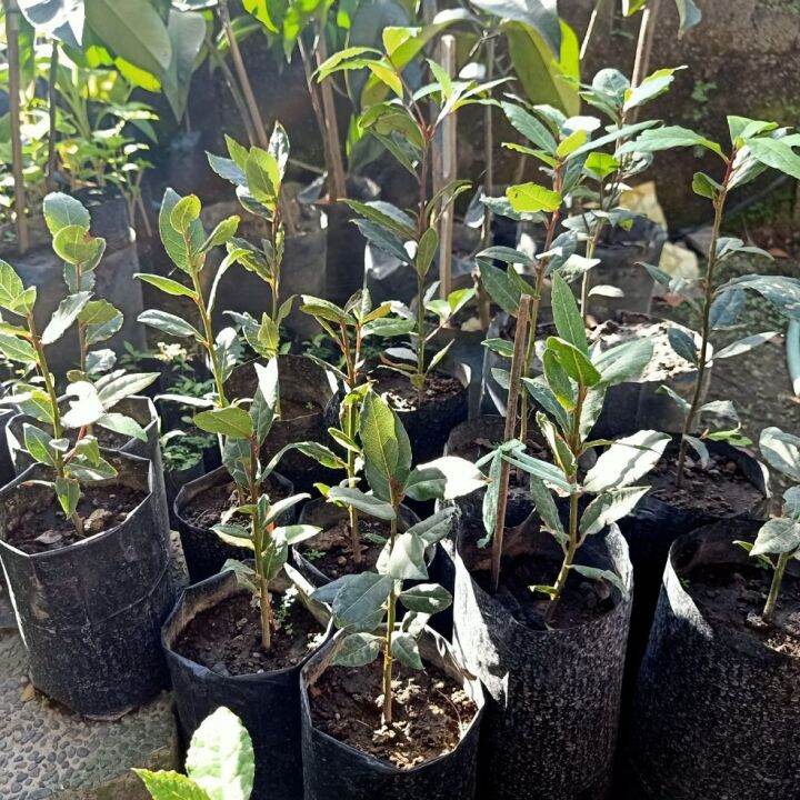 Laurel Bayleaf Seedlings (Luckiest Plant 45 inches) Free pot and