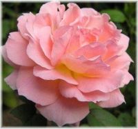 30 เมล็ด เมล็ดพันธุ์ กุหลาบ French Rose seed ดอกใหญ่ ดอกหอม นำเข้าจากต่างประเทศ พร้อมคู่มือ เมล็ดสดใหม่