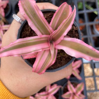 ต้นสับปะรดสีชมพู Cryptanthus bivittatus pink star )