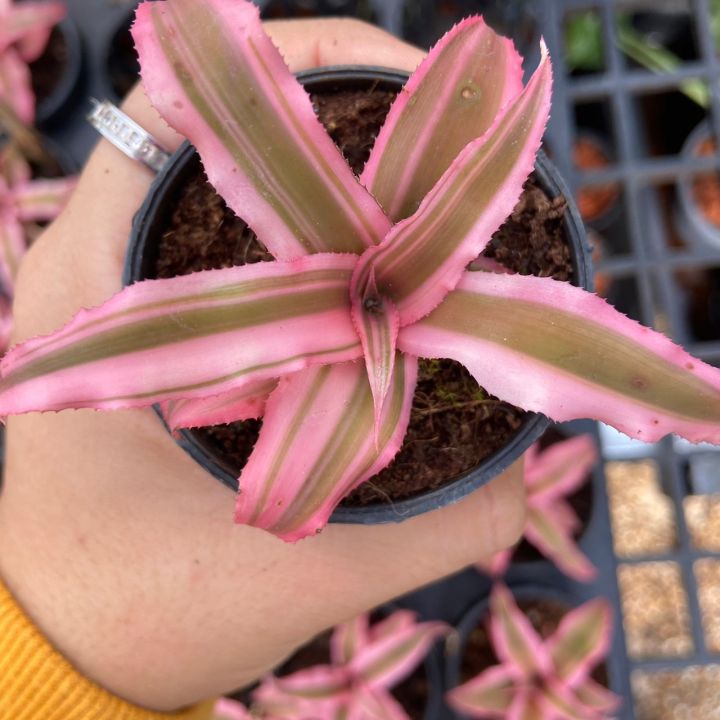 ต้นสับปะรดสีชมพู-cryptanthus-bivittatus-pink-star