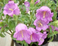 เมล็ดพันธุ์ ดอกระฆัง campanula calycanthema 1000 เมล็ด เมล็ดพันธุ์นำเข้าจาก อังกฤษ