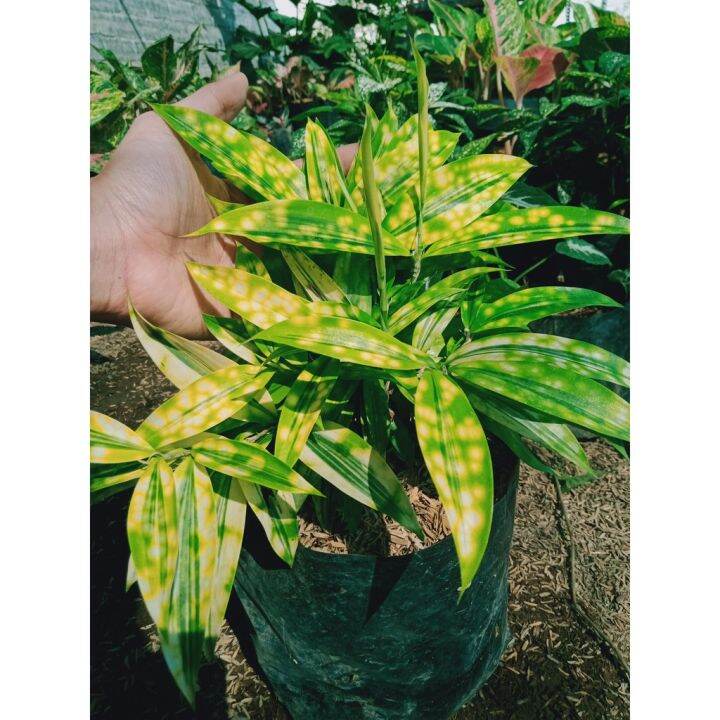 tanaman hias bambu drasena jepang/bambu kuning tutul tanaman cantik