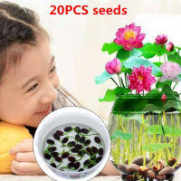 ปลูกง่าย ปลูกได้ทั่วไทย 20pcs/bag Lotus Water Lily Bonsai Seed Garden Hobbies Multiple Colour Flower Seeds Vegetable Live Plants Air Plant Seed Benih Tree Pokok Bunga