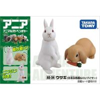 Takara Tomy Ania Animal Advanture As-34แอมป์สีขาว; กระต่ายมีหู2ชิ้นหุ่น Abs ป่าของเล่นเพื่อการศึกษาเด็ก