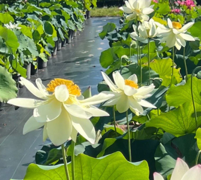 5 เมล็ด บัวนอก บัวนำเข้า บัวสายพันธุ์ Kens Dream Lotus สีขาว สวยงาม ปลูกในสภาพอากาศประเทศไทยได้ ขยายพันธุ์ง่าย เมล็ดสด