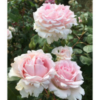 20 เมล็ด กุหลาบ นำเข้า Renaissance Rose Seeds สายพันธุ์ Chloe ดอกไม้สีชมพู