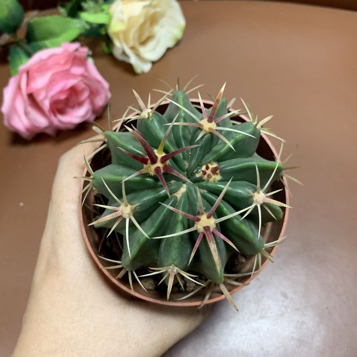 plants-center-พร้อมส่ง-richu-กระบองเพชร-แคคตัส-เฟโรแคคตัส-หนามแดง-cactus-ferocactus-peninsulae-latispinus-seeding-ไม้เมล็ด