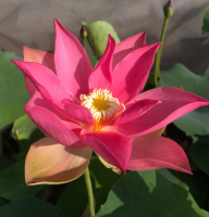 5 เมล็ด บัวนอก บัวนำเข้า บัวสายพันธุ์ Brocade on Red Cloth LOTUS สีแดง สวยงาม ปลูกในสภาพอากาศประเทศไทยได้ ขยายพันธุ์ง่าย เมล็ดสด