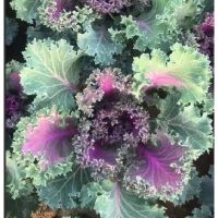 เมล็ดพันธุ์ กะหล่ำปลี ปูเล่ม่วง บรรจุ 10 เมล็ด  ( Purple Ornamental Cabbage Seed) ความงอก 70% ตัดใบกิน มีประโยชน์