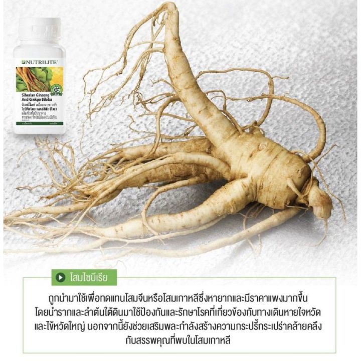 amway-นิวทริไลท์-ไซบีเรีย-จิงเซง-แอนด์-กิงโก-บิโลบา-ของแท้100-ช็อปไทย-เสริมการทำงานของสมอง-บำรุงสมอง