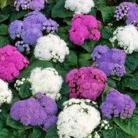 เมล็ดพันธุ์ Seeds อะเจอราตุ้ม Ageratum Houstonianum floss flower dwarf 200 เมล็ด เมล็ดพันธุ์ Seedsนำเข้าจาก ยุโรป อัตราการงอก 90 % ส่งพร้อมคู่มือการปลูก