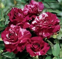 30 เมล็ด เมล็ดพันธุ์ Home Plant กุหลาบพวง Floribunda Rose seed สีม่วง ดอกหอม นำเข้าจากต่างประเทศ พร้อมคู่มือ เมล็ดสด ใหม่