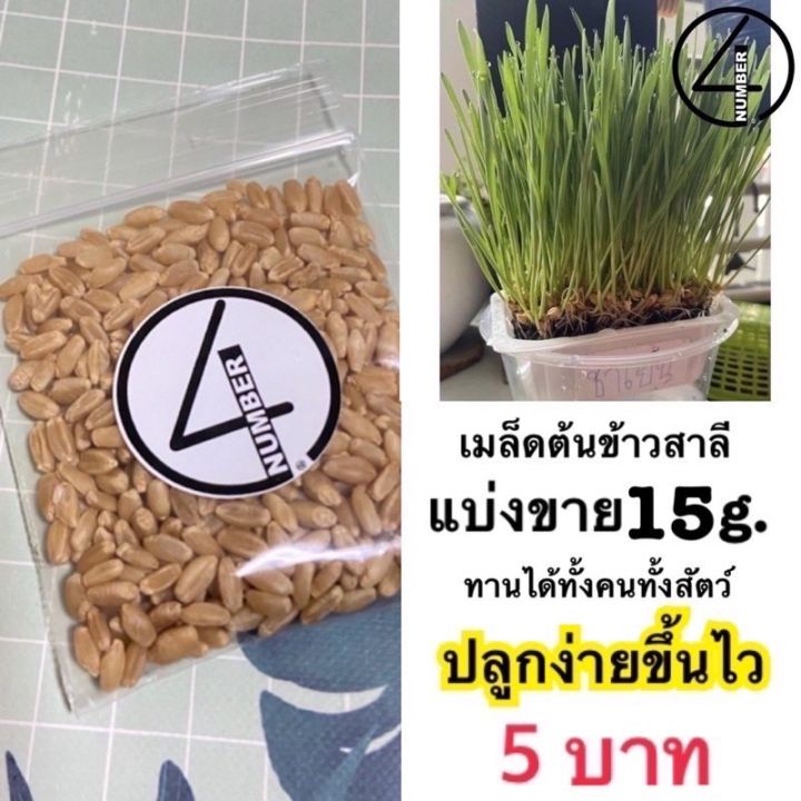 ส่งไว-เมล็ดต้นข้าวสาลี-แบ่งขาย-15g-สำหรับปลูก-ซื้อ-10-ลด-50-เหลือ-5-บาท-ต้นไม้ส่งทั้งกระถาง