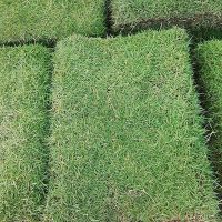 เกรดพรีเมี่ยม 1 ปอนด์ เมล็ดหญ้านวลน้อย Manila Grass Temple Grass หญ้าปูสนาม สนามหญ้า หญ้าญี่ปุ่น พืชตระกูลหญ้า เมล็ดพันธ์หญ้า ชนิดหญ้า