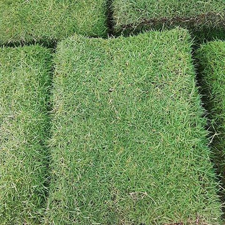 ขายส่ง-10-ออนซ์-เมล็ดหญ้านวลน้อย-manila-grass-temple-grass-หญ้าปูสนาม-สนามหญ้า-พืชตระกูลหญ้า-เมล็ดพันธ์หญ้า-ปูหญ้า-ปูสนาม-ชนิดหญ้า-หญ้ามาเลเซีย