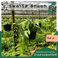 ต้นริพซาริส ซิกแซก Rhipsalis sixsak. ส่งพร้อมกระถาง 8 นิ้วพร้อมลวดแขวน