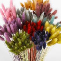 30pcs Vintage Macaron Color Rabbit Tail Grass Bouquet Decorative Dried Flowers for Vase Home Party Decoration Floral Arrangement