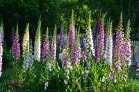 Mixed Foxglove Flower (500 seeds) ดอกฟ็อกโกลฟ์ คละสี (500 เมล็ด)