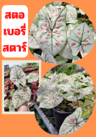 1 กระถางต้นบอนสี สตอเบอรี่สตาร์ Strawberry star ต้นแข็งแรง ส่งคละกระถาง พร้อมจัดส่ง