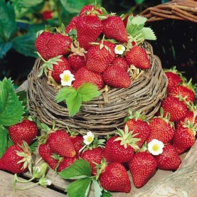 เมล็ดพันธุ์ Strawberry สายพันธุ์ Fort Laramie 50 เมล็ด เมล็ดพันธุ์นำเข้าจาก ยุโรป.