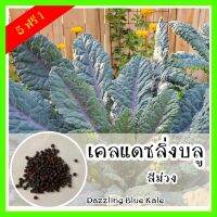 พร้อมส่ง ❗ รหัส 075 เมล็ดพันธุ์แท้ OP แท้  เคลแดซลิ่งบูล ใบสีม่วงแดง - Dazzling Blue Kale เมล็ดผักเคล เมล็ดเคล เมล็ดพันธุ์ผัก