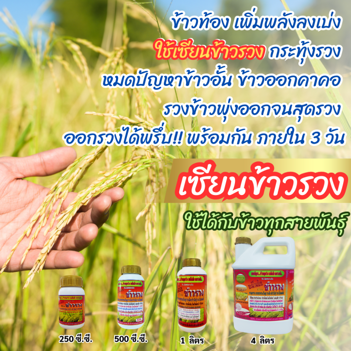 พร้อมส่ง-เซียนข้าวรวง-4-ลิตร-ซื้อ1แถม2-ฮอร์โมนบำรุงข้าว-ปุ๋ยฉีดข้าว-ยาฉีดข้าว-อาหารเสริมข้าวตั้งท้อง-ฮอร์โมน