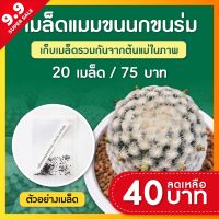 เมล็ดแมมขนนกขาว หนามร่ม x หนามร่ม ชุดล่ะ 20 เมล็ด (Mammillaria Pumosa)