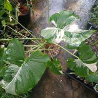 อโลคาเซีย ออโดร่า โอกินาว่า ซิลเวอร์ Alocasia Okinawa Silver