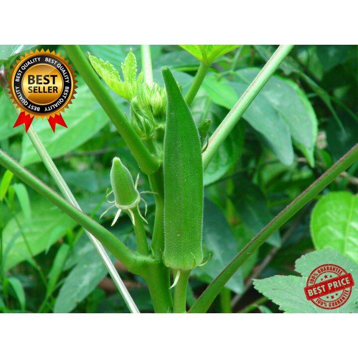 50pcs seeds HYBRID OKRA SEEDS /SMOOTH GREEN VARIETY/EASTY TO GROW