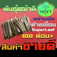 ท่อนพันธุ์ หญ้าเนเปียร์ ซุปเปอร์ลีฟ ท้ายเขื่อน แพคละ 100 ท่อน หญ้าเนเปีย หญ้าปลูก เลี้ยงสัตว์ พันธุ์หญ้าวัว เมล็ดหญ้าวัว หญ้าเนเปียร์