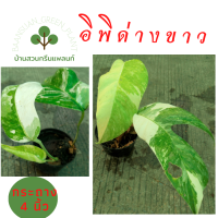 Epipremnum Pinnatum Variegated อิพิพรีนั่ม อิพิด่างขาว ต้นไม้ฟอกอากาศ ตระกูลพลูด่างใบฉีก ไม้วางข้อ กระถาง 4 นิ้ว