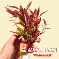 ใต้ใบแดง เรนิกี้ - ALTERNANTHERA REINECKII