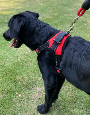 Dog Leash collar Dog Harness Adjustable Harness Walking Harness For Small Medium Large Dogs collar perro