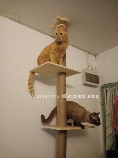 เสาปีนป่าย-คอนโดแมว-บ้านแมว-ที่ลับเล็บแมว-เสาลับเล็บแมว-สูง2-4-2-6เมตร