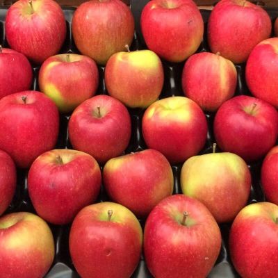 20 เมล็ด เมล็ดแอปเปิ้ล สายพันธุ์ แบร์เบิร์น (Braeburn) ของแท้ 100% อัตรางอก 70-80% Apple seeds มีคู่มือปลูก