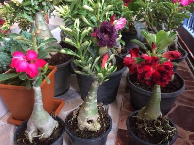 12 เมล็ด เมล็ดพันธุ์ ชวนชม สายพันธุ์ฮอลแลนด์ คละสี Adenium Seeds กุหลาบทะเลทราย Desert Rose ราชินีบอนไซ อัตรางอก 80-90% มีคู่มือปลูก