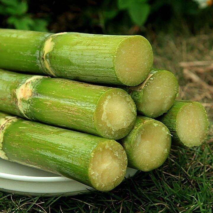 Giant Sugar Cane Seeds Fresh Non GMO Black Green Sugar Cane Delicious