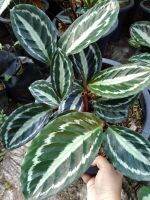 คล้าแตงโม,คลุ้ม,พุทธรักษาน้ำ,เทพรักษา (Calathea) ไม้มงคลช่วยคุ้มครองรักษาและให้มีความสงบสุข กระถาง11นิ้ว