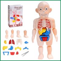 ของเล่นตุ๊กตาฟิกเกอร์ร่างกายมนุษย์ ถอดออกได้ 15-pk สําหรับเด็ก