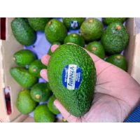 ???อาโวคาโด Avocado นำเข้าจากประเทศ นิวซีแลนด์ ตรา AVANZA #30 ลูก❌ส่งฟรี❌