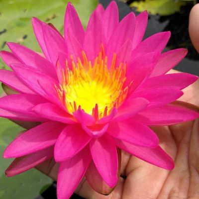 100 เมล็ด เมล็ดบัว สีชมพู นำเข้า บัวนอก สายพันธุ์ของแท้ 100% เมล็ดบัว ดอกบัว ปลูกบัว เม็ดบัว ปลูกในโหลแก้วได้ อัตรางอก 85-90%Lotus Waterlily Nymphaea Seed