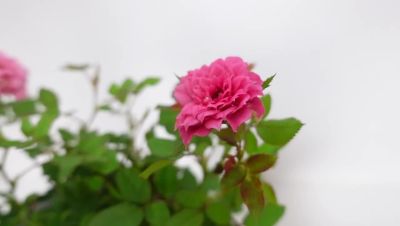 ( PRO+++ ) โปรแน่น.. T273  กุหลาบแคระ (Rose) กระถาง 5 นิ้ว สูง 15-20 ซม. ไม้ดอกประดับแห่งความรัก ดอกสวยสดใสเล็กน่ารัก ออกดอกตลอดทั้งปี ราคาสุดคุ้ม พรรณ ไม้ น้ำ พรรณ ไม้ ทุก ชนิด พรรณ ไม้ น้ำ สวยงาม พรรณ ไม้ มงคล