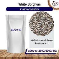 ฟ่างขาวเม็ดใหญ่ White Dari อาหารนก กระต่าย หนู กระต่าย กระรอก ชูก้า และสัตว์ฟันแทะ (แบ่งขาย 250G / 500G / 1KG)