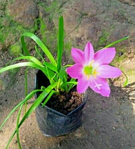 RAIN LILY STAR PINK FLOWER (Bulb only) Lazada PH