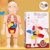 Children Enlightenment Science And Education Human Organ Model Decoration DIY Assembly Medical Early Education Puzzle Model Toy