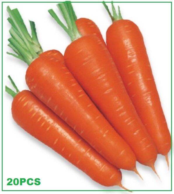 Cara Menanam Wortel Dari Biji Benih Wortel