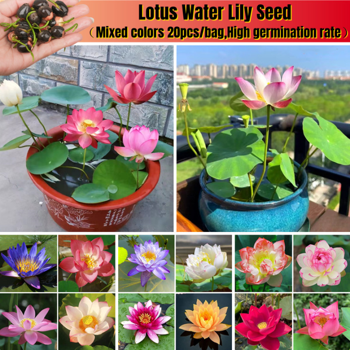 60pcs Mix Bonsai TWE5 Lotus Seeds For Planting In Water Bowl Lotus Seed Water Lilys Flower Plant For Ponds And Gardens