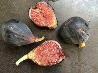 10 เมล็ด เมล็ดมะเดื่อฝรั่ง Figs สายพันธุ์ Violet de Bordeaux (วีดีบี) ของแท้ 100% มะเดื่อฝรั่ง หรือ ลูกฟิก (Fig) อัตรางอกสูง 70-80 % Figs seeds มีคู่มือวิธีปลูก