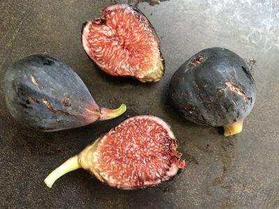 10 เมล็ด เมล็ดมะเดื่อฝรั่ง Figs สายพันธุ์ Violet de Bordeaux (วีดีบี) ของแท้ 100% มะเดื่อฝรั่ง หรือ ลูกฟิก (Fig) อัตรางอกสูง 70-80% Figs seeds มีคู่มือวิธีปลูก