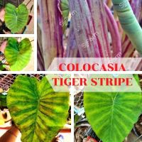 1 ต้น Colocasia Tiger Stripe บอนลายเสือ บอนป่าหายาก ลายต้นสวยชัด ลายใบโดดเด่น ปลูกประดับสวยงาม ส่งแบบตัดใบ